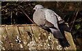 J4774 : Wood pigeon, Kiltonga, Newtownards by Albert Bridge