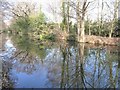 Reflections along the Basingstoke Canal