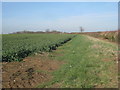 View alongside a hedge