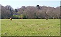 Horses grazing at Beckley