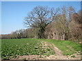 Crop field by Park Farm Road