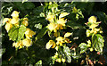 NT2075 : Yellow Archangel (Lamiastrum galeobdolon) by Anne Burgess