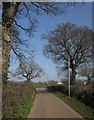 ST0705 : Oaks by the road, near Dulford by Derek Harper