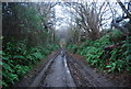 Muddy track to Bridport