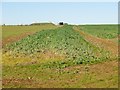 Arable Crops