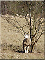 Sheep grazing east of Bridgnorth, Shropshire