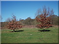 Two young oak trees