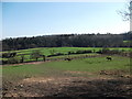 Ponies grazing in the Ceiriog valley