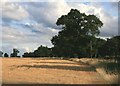 TL9162 : Field of Barley, Rougham by Paul Franks