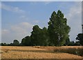 Fields Beside Church Road, Rougham