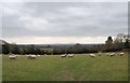 Sheep in field at Cade Street