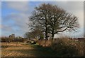 Footpath from Rougham Green to Kingshall Street