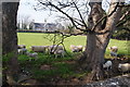 Sheep by the Marble Church