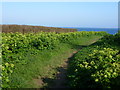 Path to Towan Beach