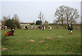 SJ6247 : Cattle pasture in Broomhall Green by Espresso Addict