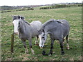 Grazing land off Bushblades Lane