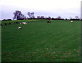 Grazing land north of East Cowton