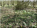 TQ1737 : Primroses in small copse by the Horsham to Dorking line by Dave Spicer