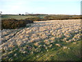 Track to Allt Lom on Mynydd Illtud Common