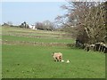 Pastures near Huds Riding