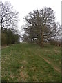 Path and light woods near Brockhampton