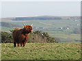 Rough pastures west of High Sunnyside