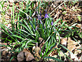 The first bluebells in Welldon Wood