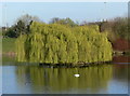 Willow tree in the lake