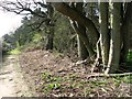 Track past Larch Wood