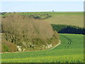 Oilseed rape near Swallowcliffe