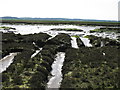 Salt Marsh & Mudflats