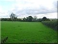 Field of Clover at Combe Lea Farm