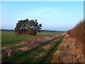 Pines by the Path