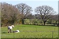 Paddocks and Fields at Bashley