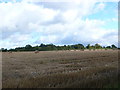 ST5435 : Stubble Field at Northwood Farm by Nigel Mykura