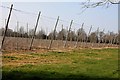 Hop poles at Newhouse Farm