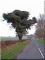 SJ8364 : Ivy clad tree, Black Firs Lane by Richard Dorrell
