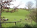 J1839 : Sheep and lambs alongside Millvale Road by Eric Jones