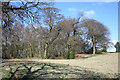 Woodland on Willow Hill, Burwardsley