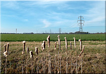SU5686 : Bulrushes and Pylons by Des Blenkinsopp