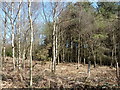 Birches and conifers in Tismore Wood