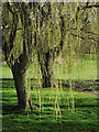 SO7594 : Weeping willows near Roughton, Shropshire by Roger  D Kidd