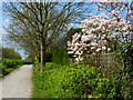 The Royal Military Canal Path to the south of suburban gardens, Hythe