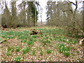 Linwood,  daffodils