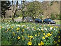 Daffodils in Hampden Park