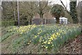 Daffodils on the bank