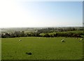 Sheep pastures below Lisnacoppan Road