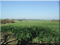 Farmland near Green End