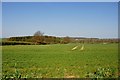 Looking across a Field of growing Corn