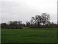 Arable field, Pickmere